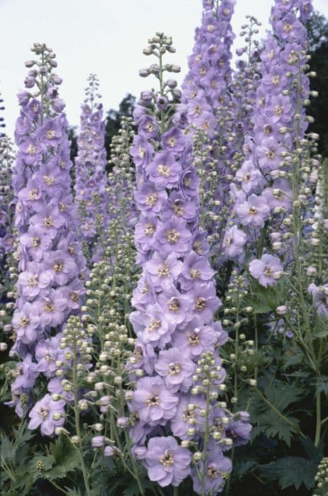 delphinium 'Emily Hawkins'