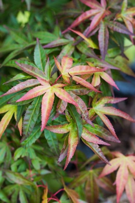 Japanese maple 'Redwine'