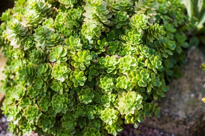 spoon-leaved aeonium