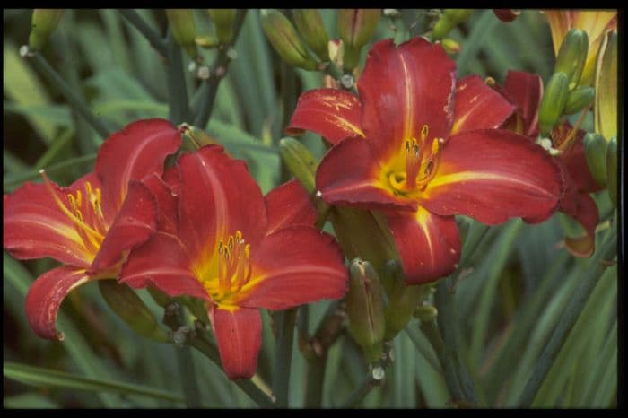 daylily 'Berlin Red'