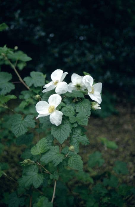 Tridel berry 'Benenden'