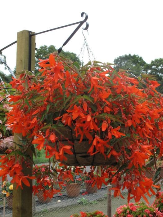 Begonia 'Encanto Orange'
