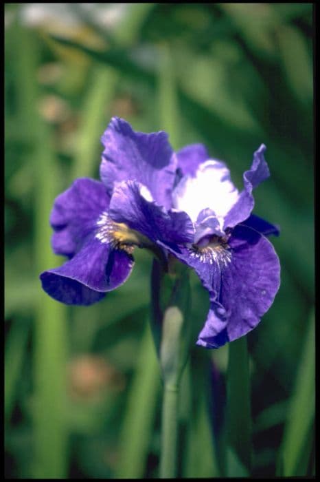 Siberian iris 'Regency Belle'
