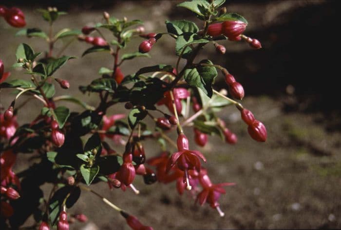 fuchsia 'Phyllis'