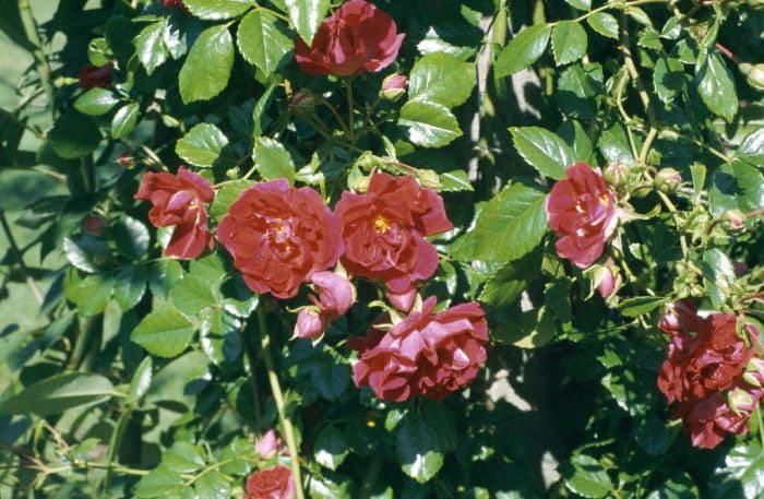 rose 'Crimson Shower'