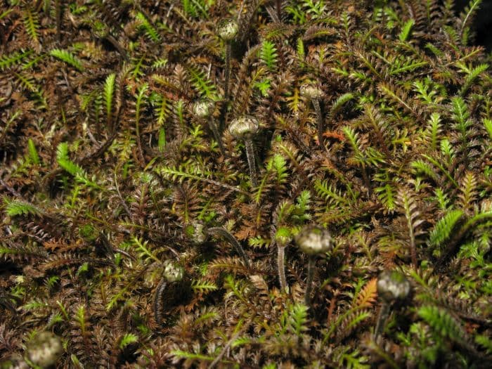 leptinella 'Platt's Black'