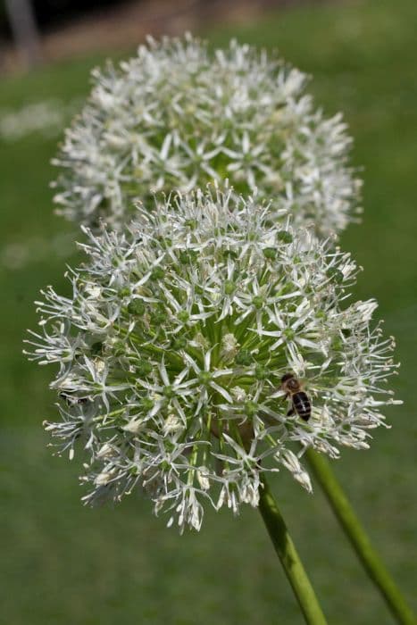 allium 'Album'