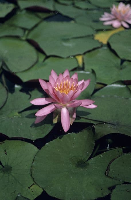 waterlily 'Fire Crest'