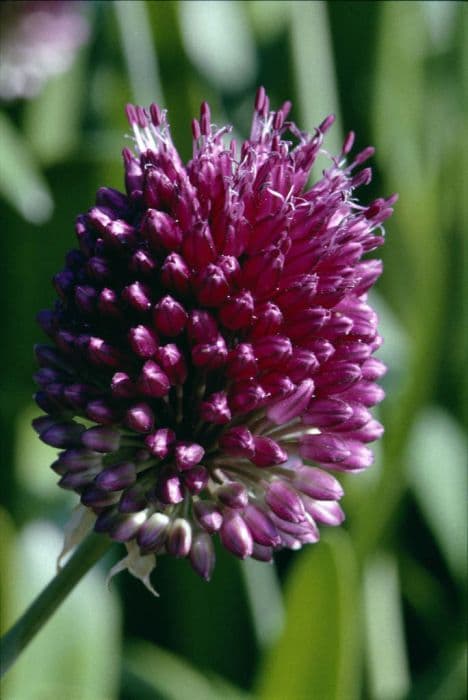 round-headed garlic