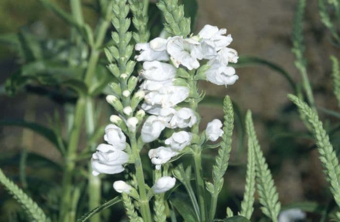 obedient plant 'Summer Snow'