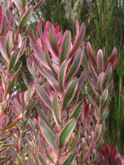 leucadendron 'Jester'