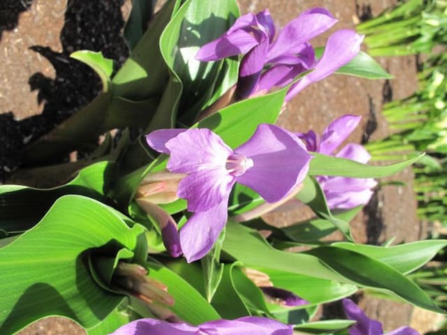Hume roscoea Hume form
