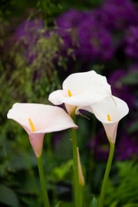 Arum lily 'Flamingo'