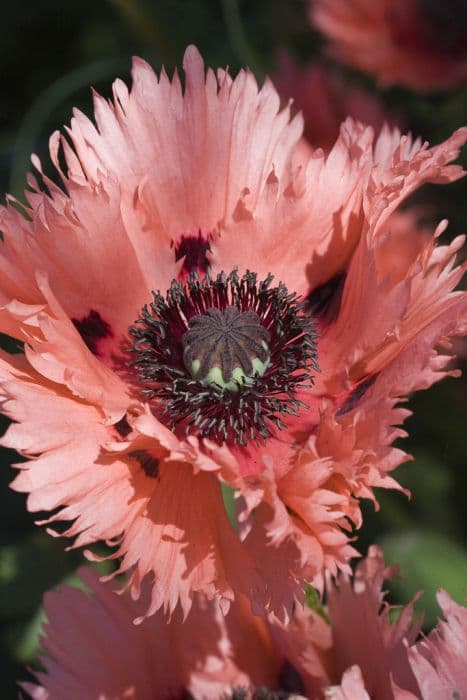 oriental poppy 'Forncett Summer'