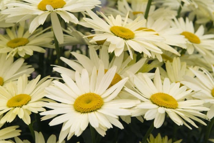 Shasta daisy [Broadway Lights]