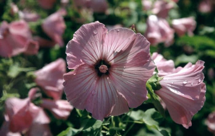 tree mallow 'Silver Cup'