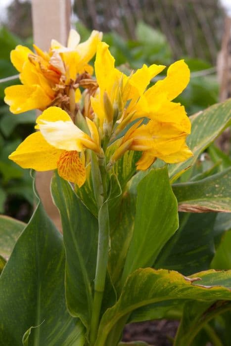 canna 'Yara'