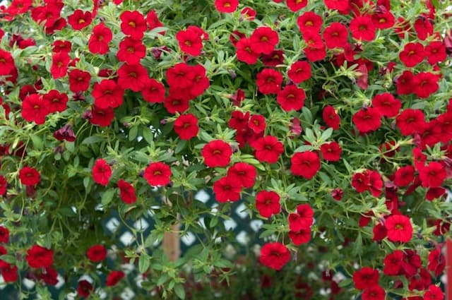 Calibrachoa [Cabaret Bright Red]