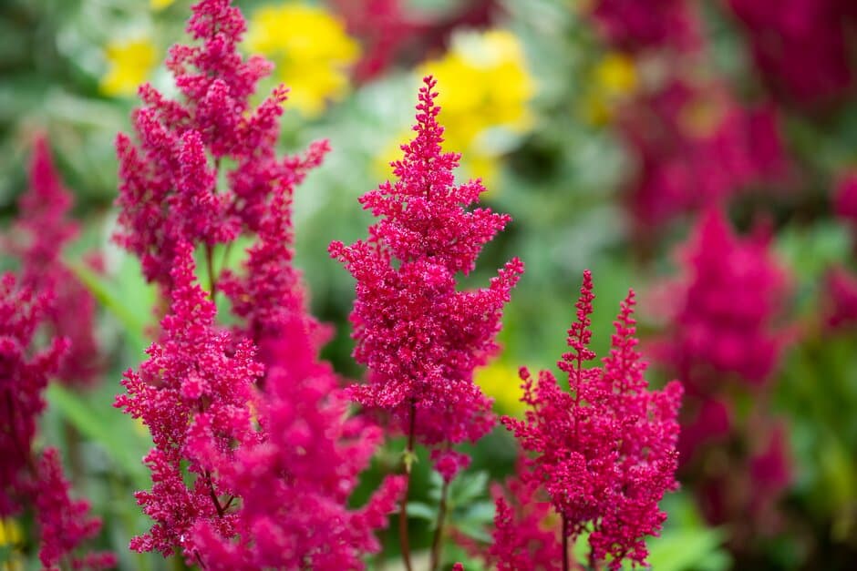 astilbe 'Montgomery'