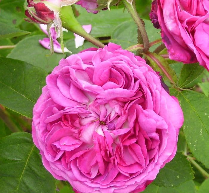 rose 'Reine des Violettes'