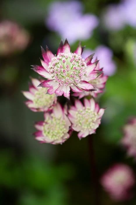 astrantia 'Burgundy Manor'