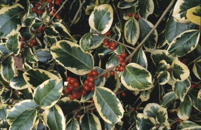 Holly 'Golden King'