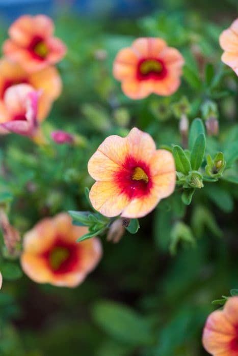 calibrachoa [Noa Apricot]