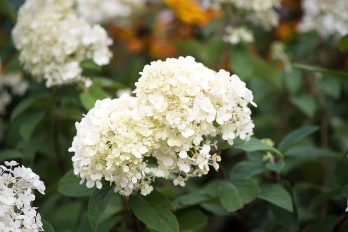 paniculate hydrangea [Bobo]