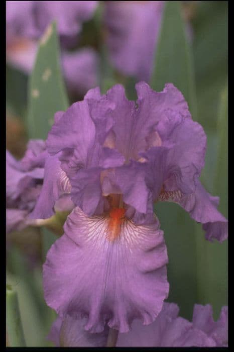 iris 'Dovedale'