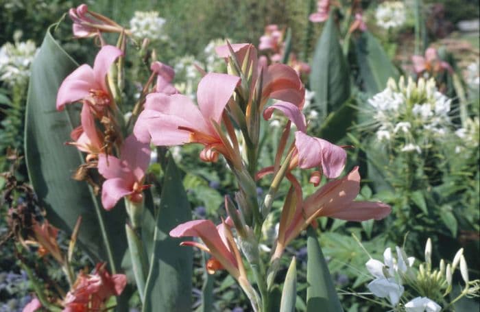 water canna 'Erebus'