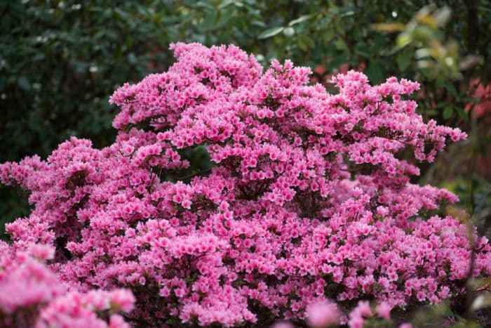 Rhododendron 'Kirin'