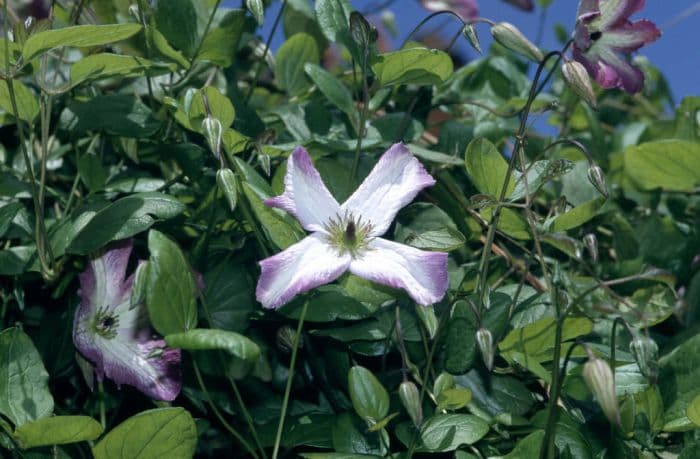 clematis 'Minuet'