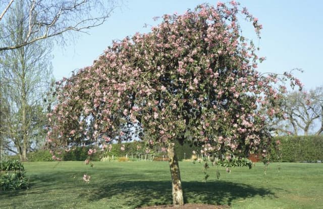 Apple 'Echtermeyer'