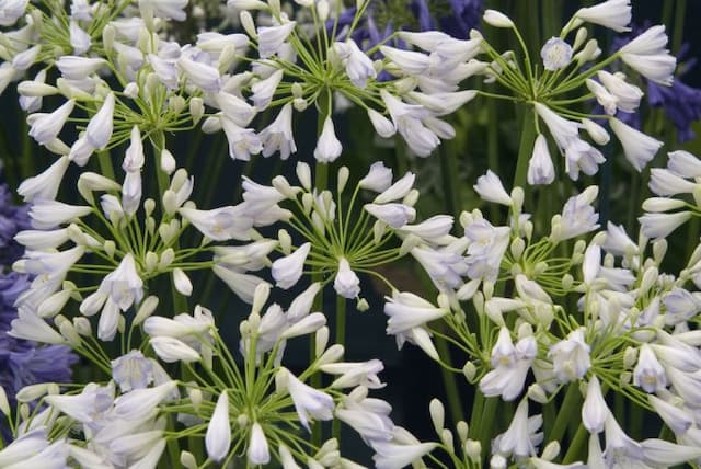 African lily 'Aimee'