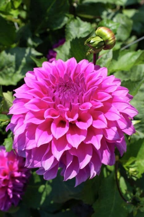 Dahlia 'Elma E'