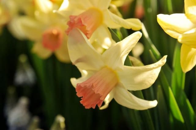 Daffodil 'Prototype'