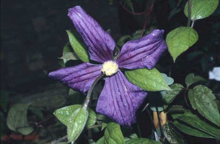 Durand's clematis