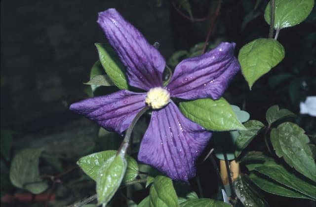 Durand's clematis