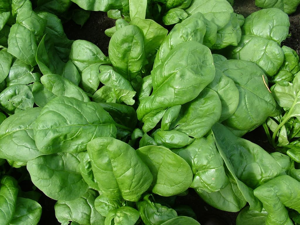 spinach 'Lazio'