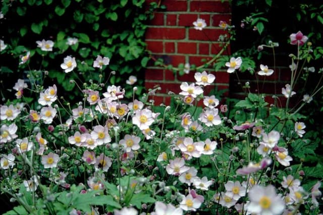 Japanese anemone