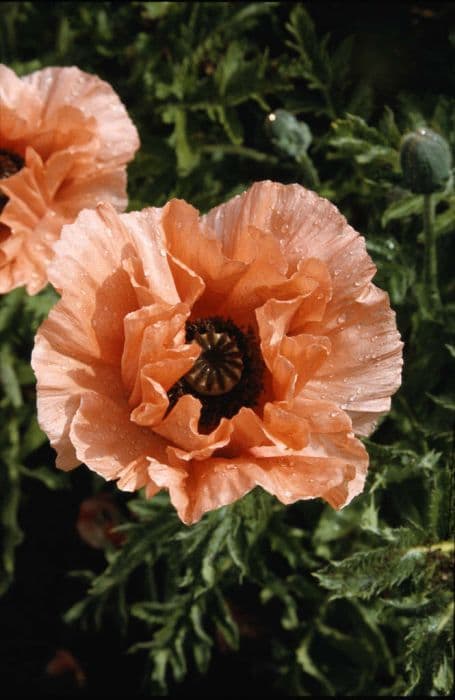 oriental poppy 'Aglaja'