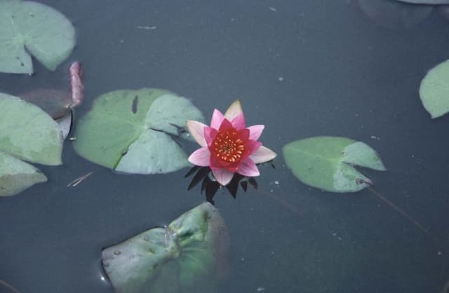 Waterlily 'Laydekeri Fulgens'