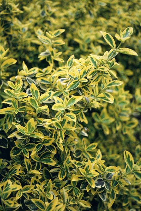 Spindle 'Emerald 'n' Gold'