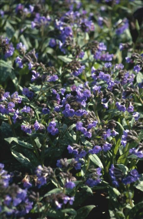 Narrow-leaved lungwort