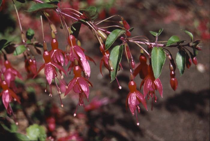 fuchsia 'Doctor Foster'