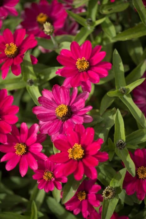 zinnia 'Bedder Lilac Rose'