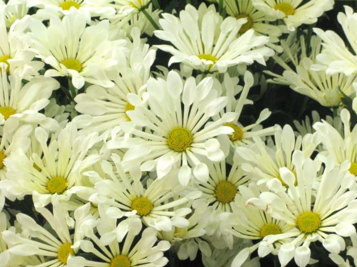 chrysanthemum 'Dance White'