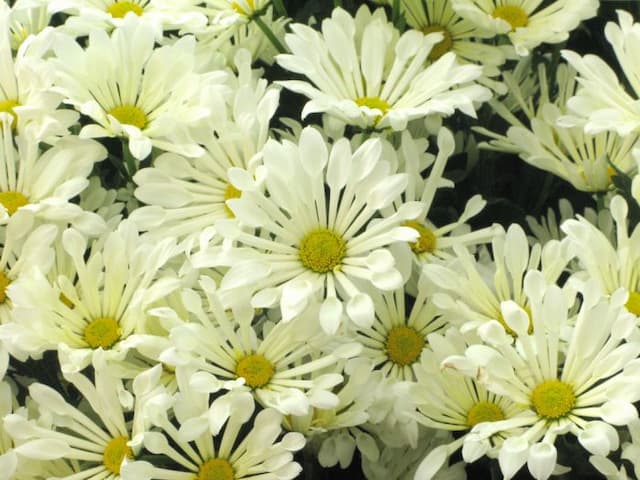 Chrysanthemum 'Dance White'