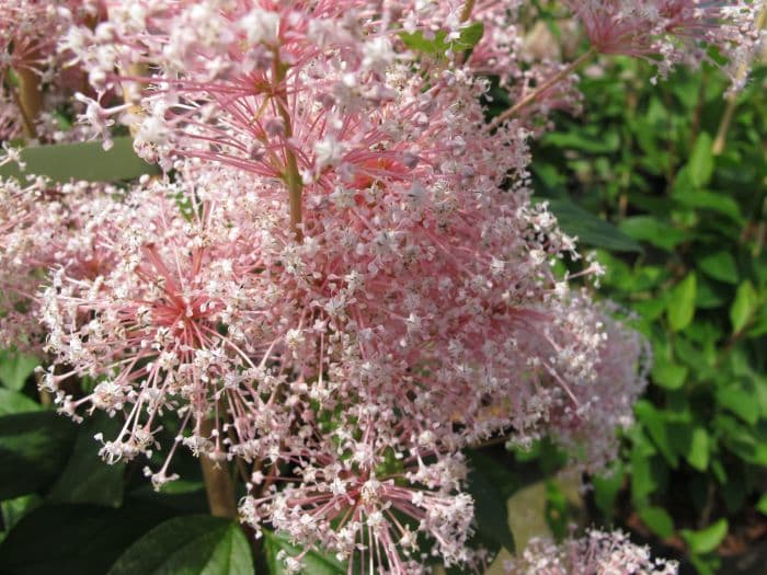 Californian lilac 'Perle Rose'