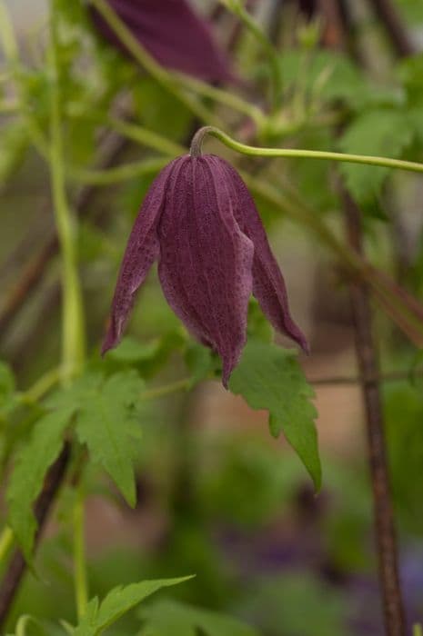 clematis 'Ben's Beauty'